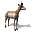 antilopes03.gif
